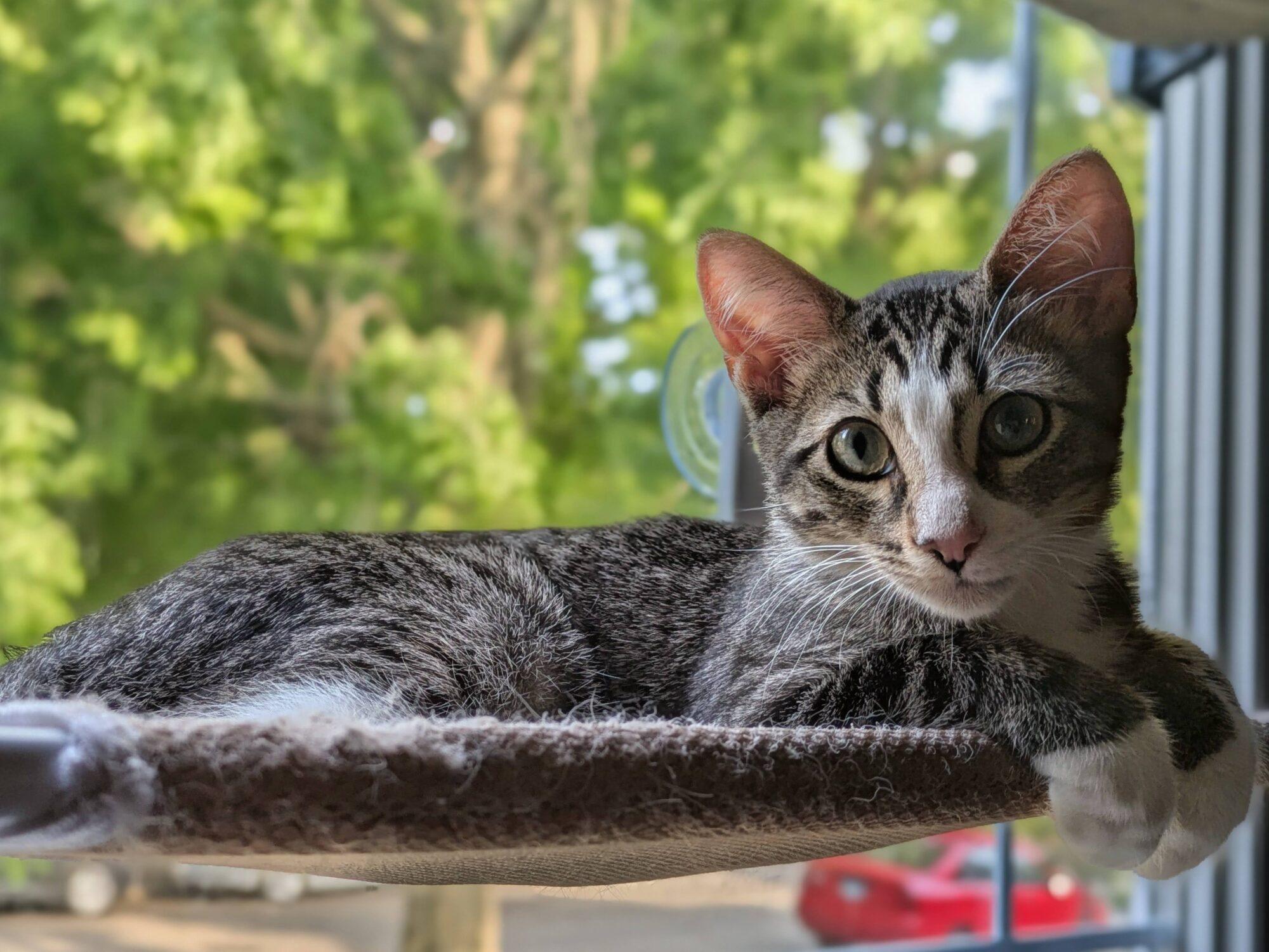 Butch, an adoptable Domestic Long Hair in Chicago, IL image 3/4