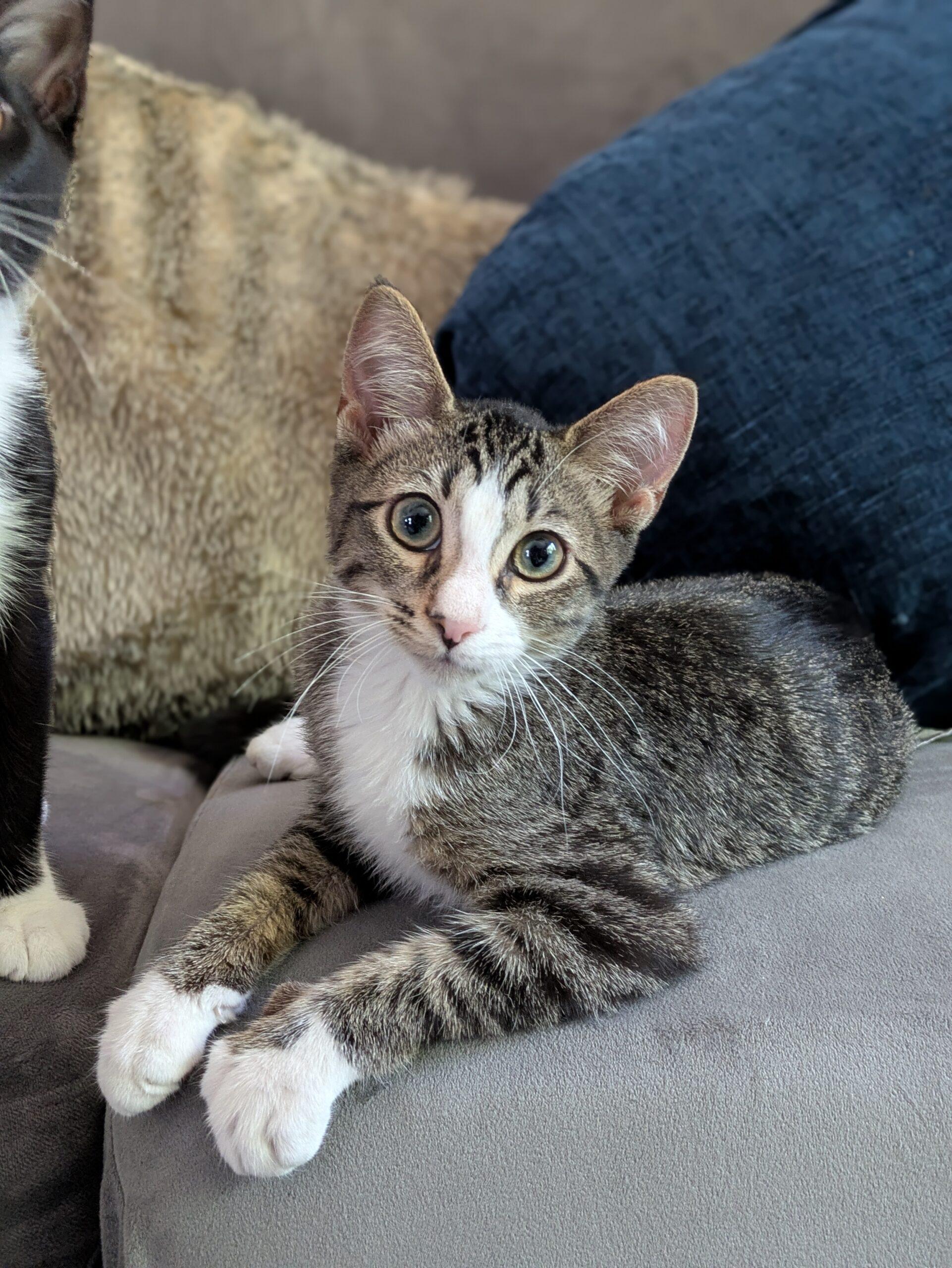 Butch, an adoptable Domestic Long Hair in Chicago, IL image 4/4