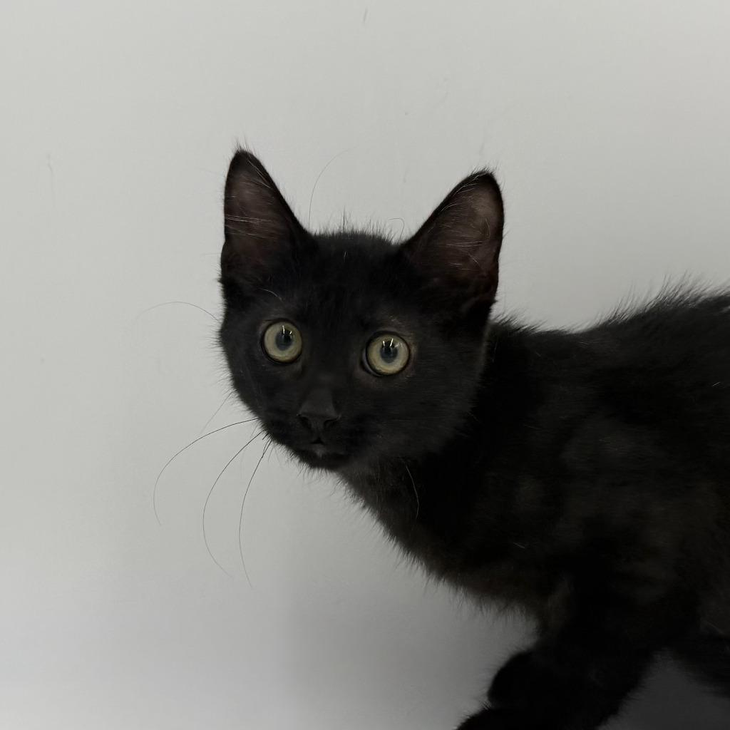 Showcase, Adoptable, Kitten Male Domestic Medium Hair.