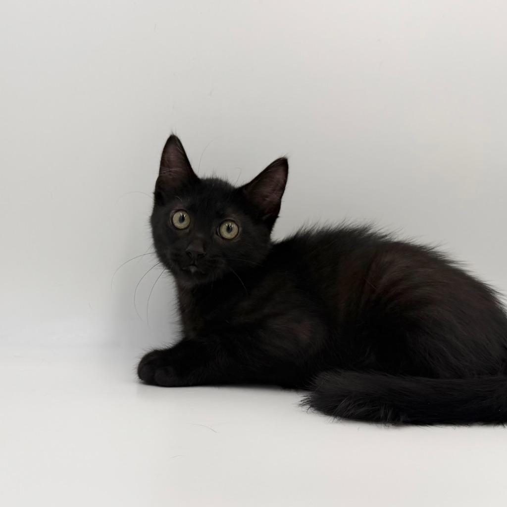 Enlarge Showcase, a Adoptable Domestic Medium Hair in State College, PA image 2/2