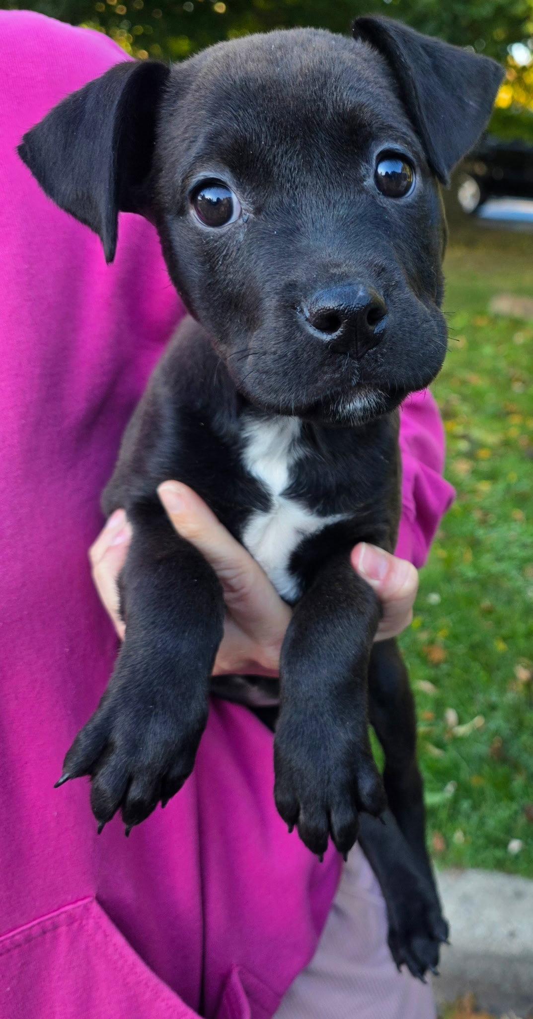 Zoey, Adoptable, Puppy Female Pit Bull Terrier.