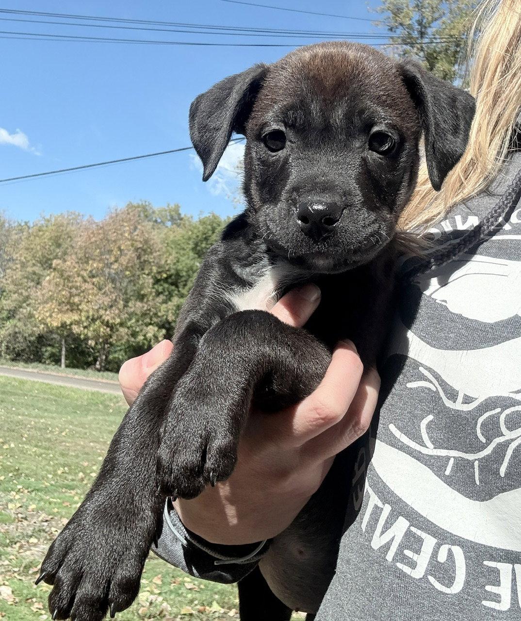 Enlarge Zoey, a Adoptable Pit Bull Terrier in Oxford, MI image 2/2