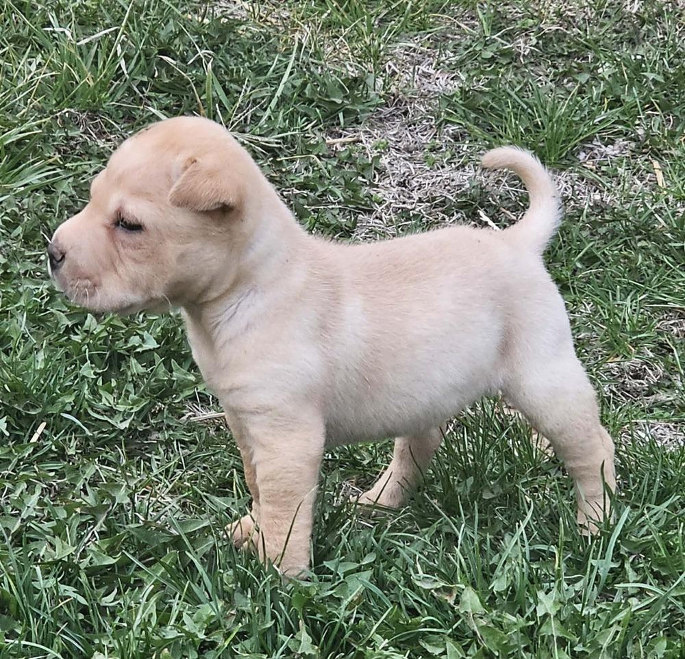 Annie, Adopted, Puppy Female Shar-Pei.