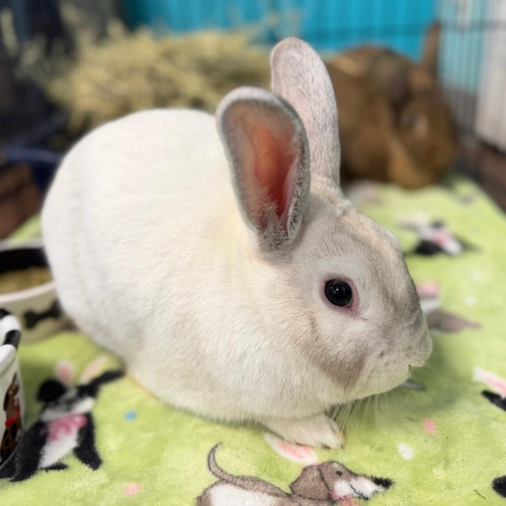 Walter Morris, Adoptable, Young Male American & Flemish Giant.