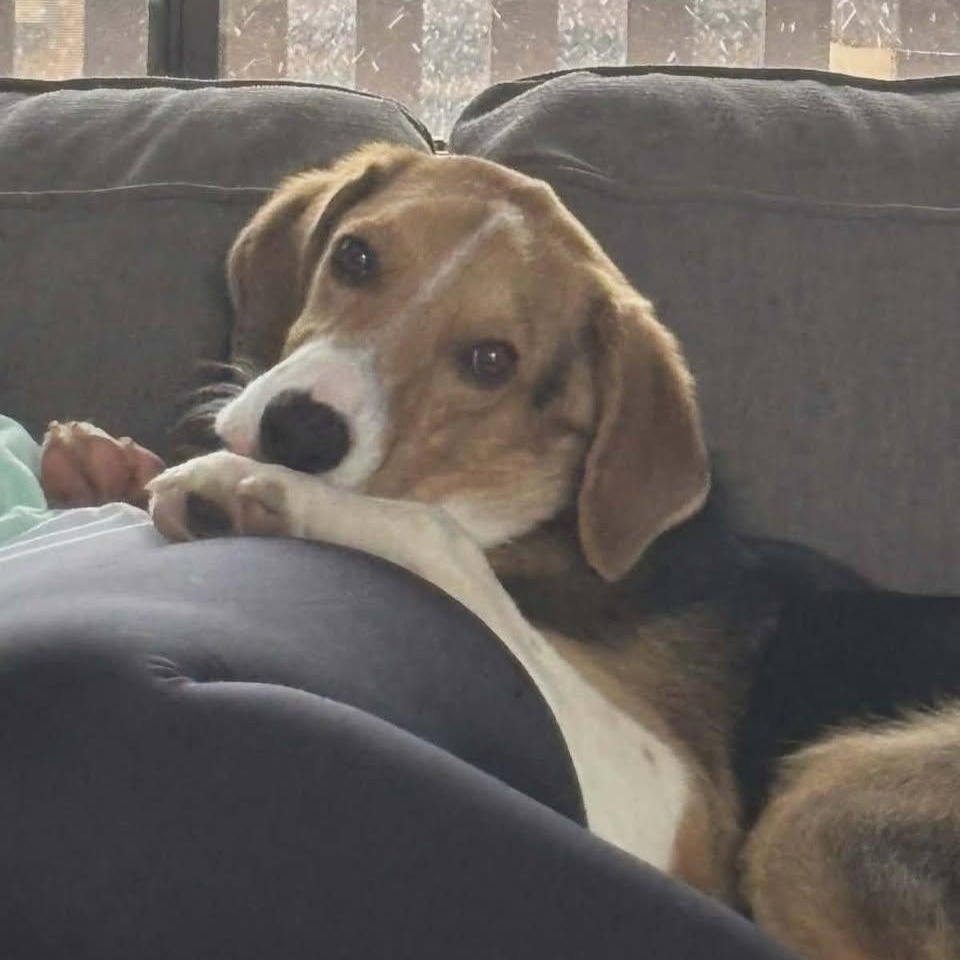 Enlarge Opie, an adoptable mixed breed in Sparta, NJ image 2/5