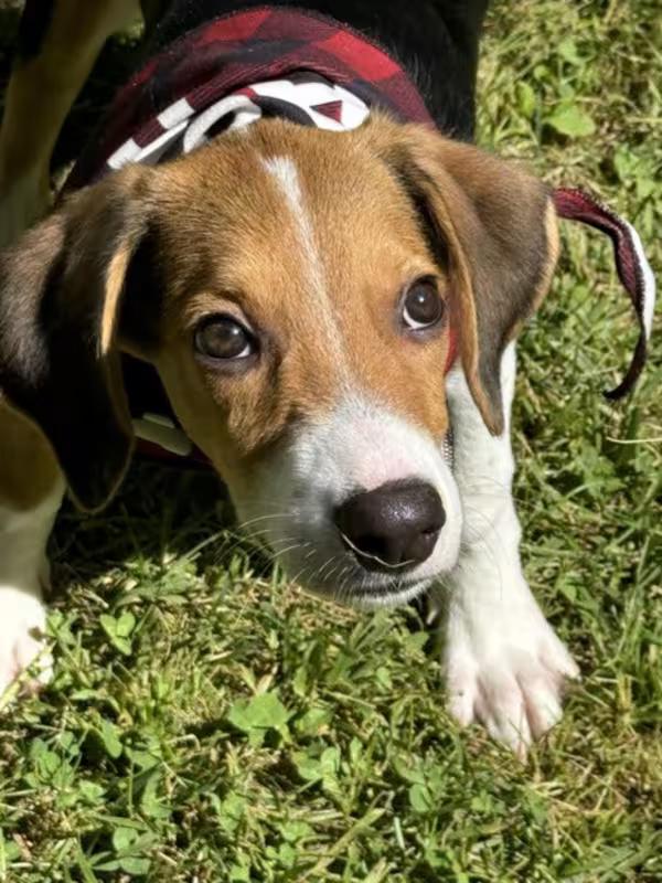 Enlarge Opie, an adoptable mixed breed in Sparta, NJ image 1/4