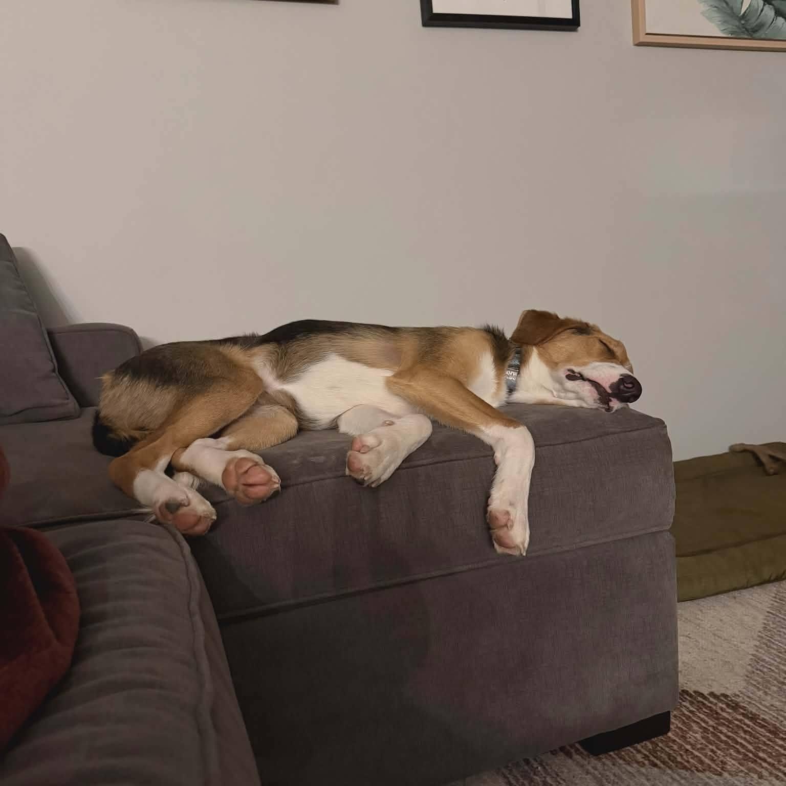 Enlarge Opie, an adoptable mixed breed in Sparta, NJ image 3/5