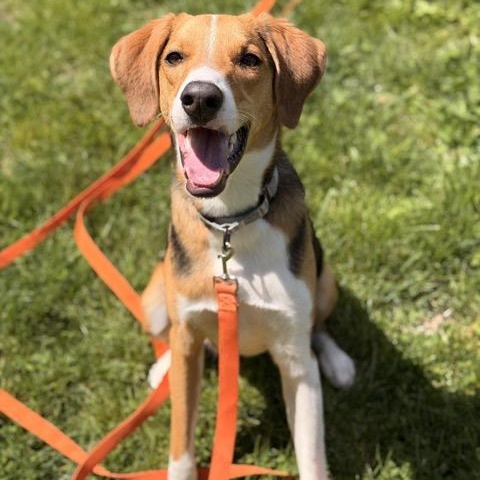 Enlarge Opie, an adoptable mixed breed in Sparta, NJ image 6/6