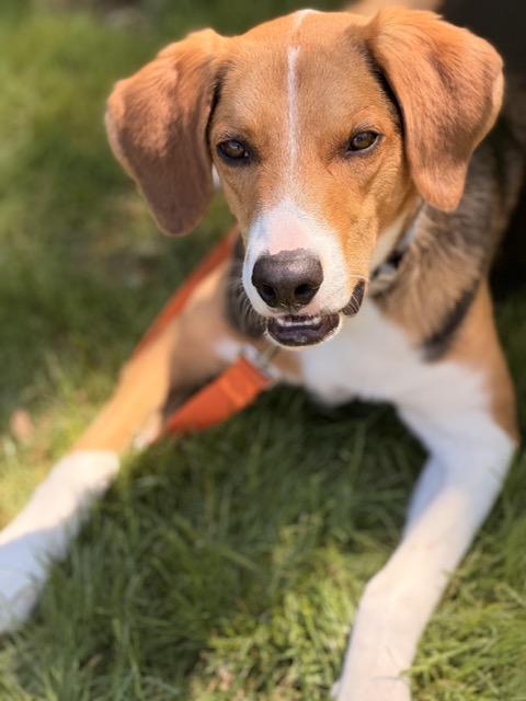 Enlarge Opie, an adoptable mixed breed in Sparta, NJ image 5/6