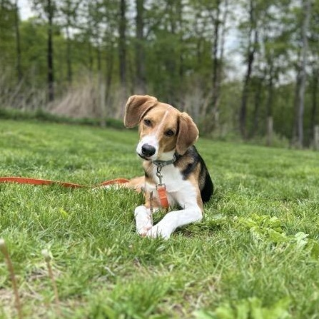 Enlarge Opie, an adoptable mixed breed in Sparta, NJ image 2/6