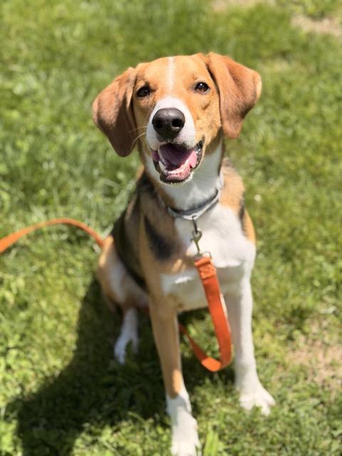 Opie, adoptable, Puppy Male Australian Cattle Dog / Blue Heeler & Australian Shepherd.