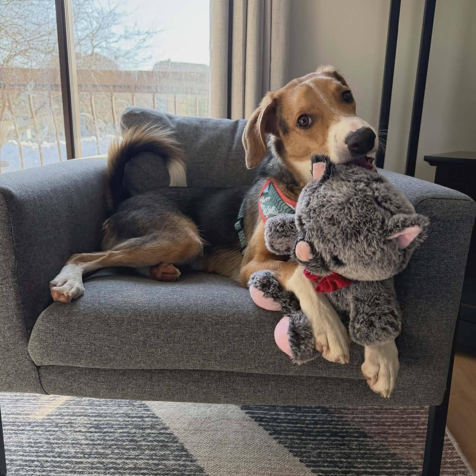 Opie, adoptable, Puppy Male Australian Cattle Dog / Blue Heeler & Australian Shepherd.