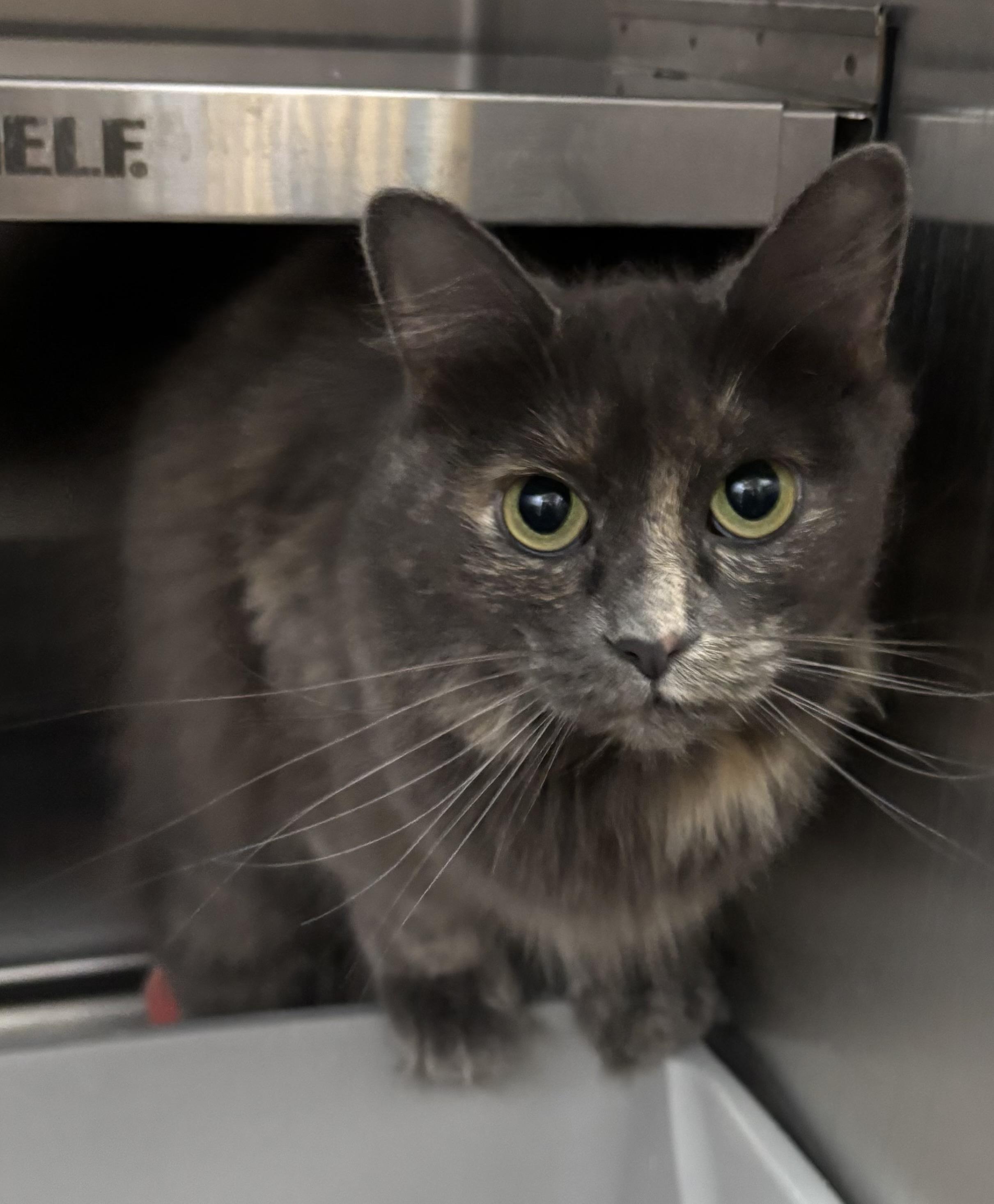 Enlarge Kendrick, a ADOPTABLE Domestic Long Hair in Raymond, WA image 1/1