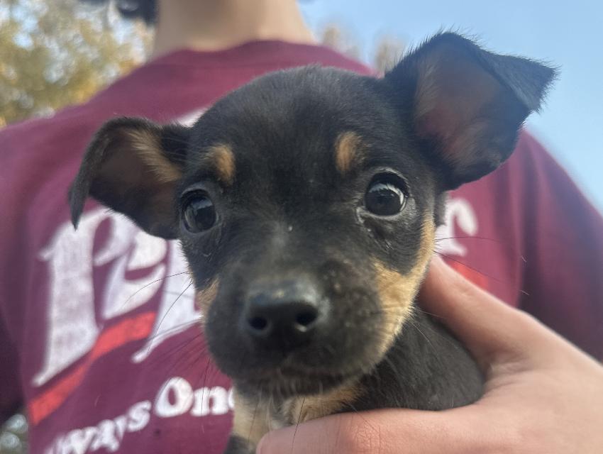 Enlarge Suki Shortcake, an adopted mixed breed in Woburn, MA image 1/4