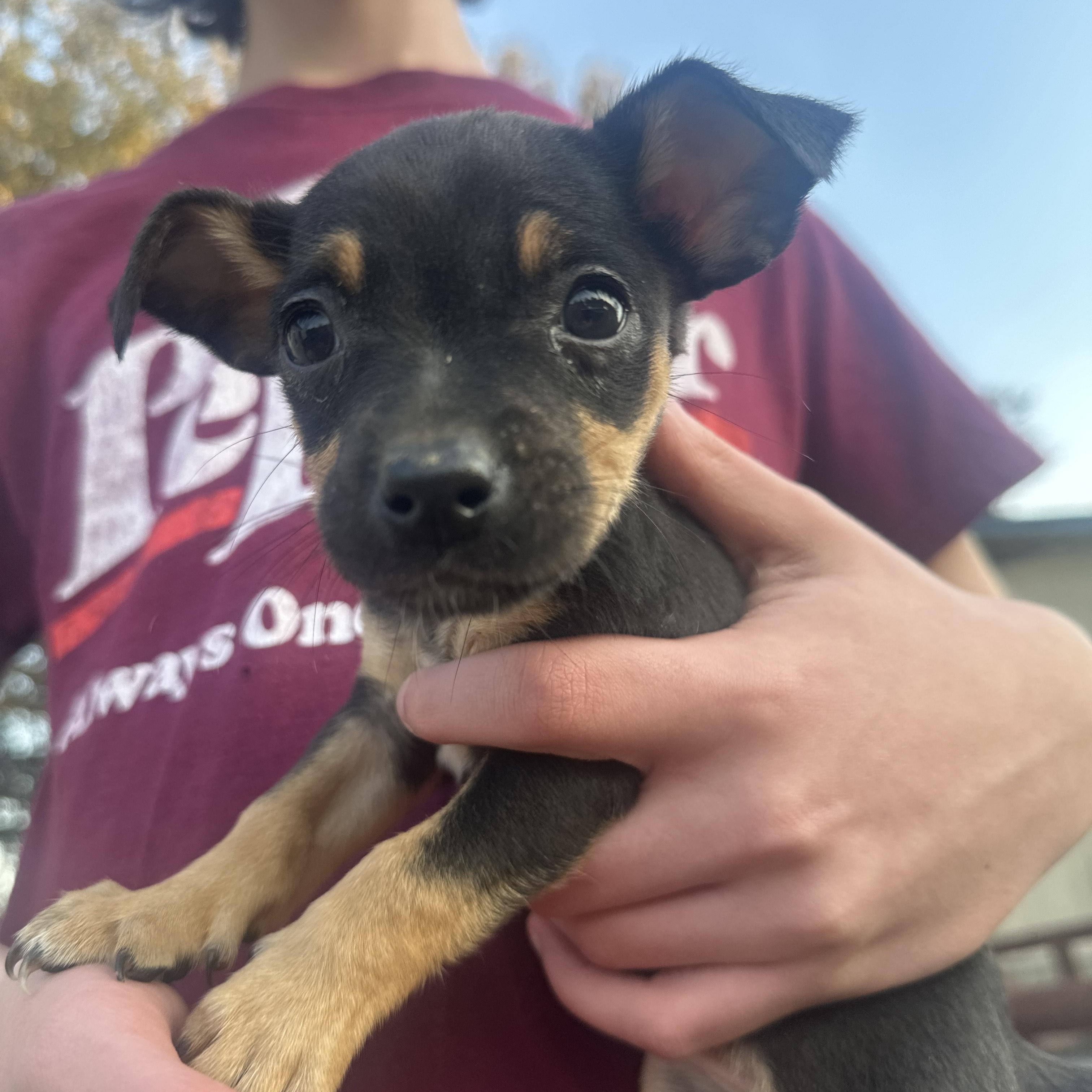Enlarge Suki Shortcake, an adopted mixed breed in Woburn, MA image 4/4