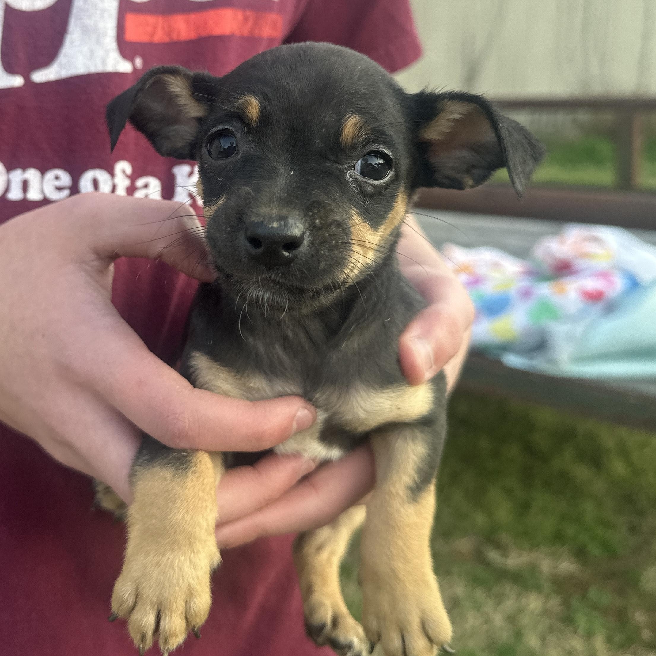 Enlarge Suki Shortcake, an adopted mixed breed in Woburn, MA image 3/4