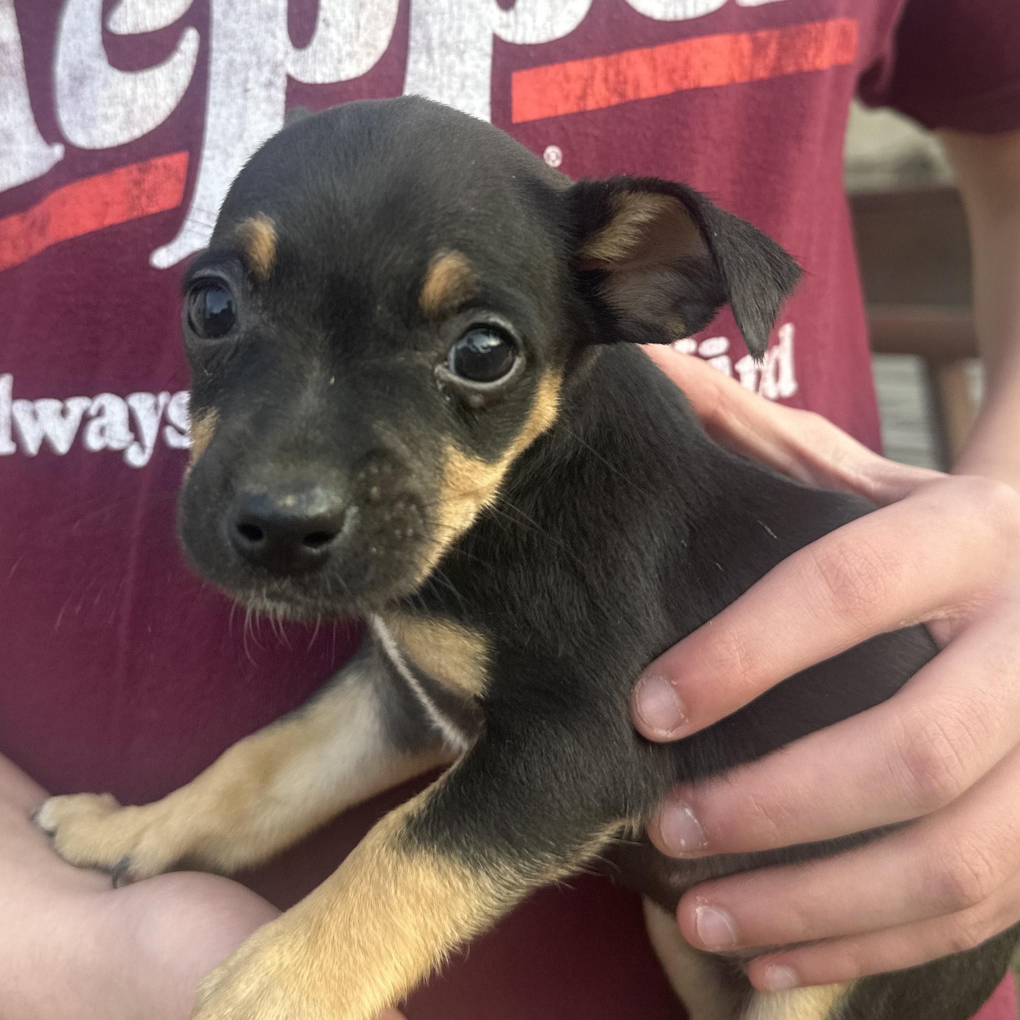 Suki Shortcake — thumbnail 4