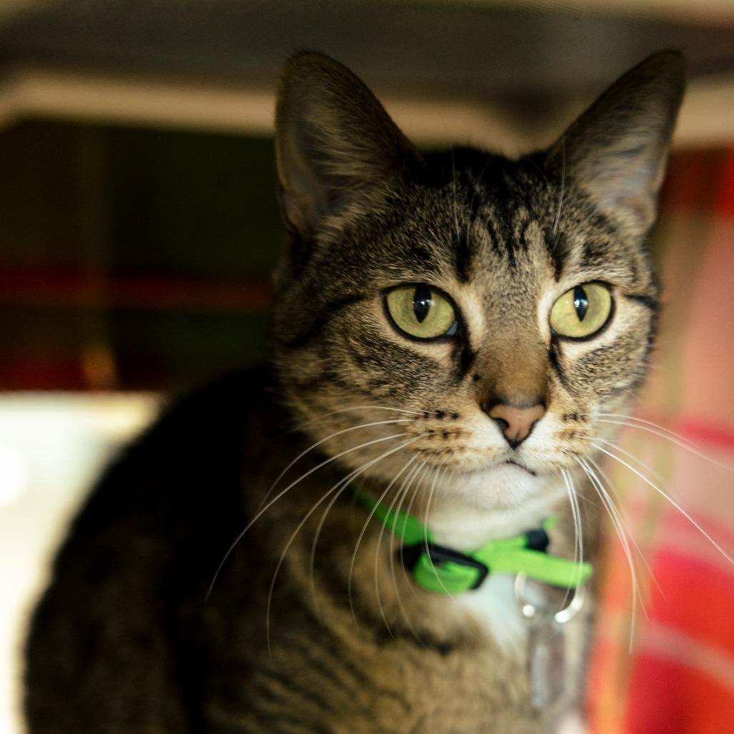 Nani, Adoptable, Senior Female Domestic Short Hair.