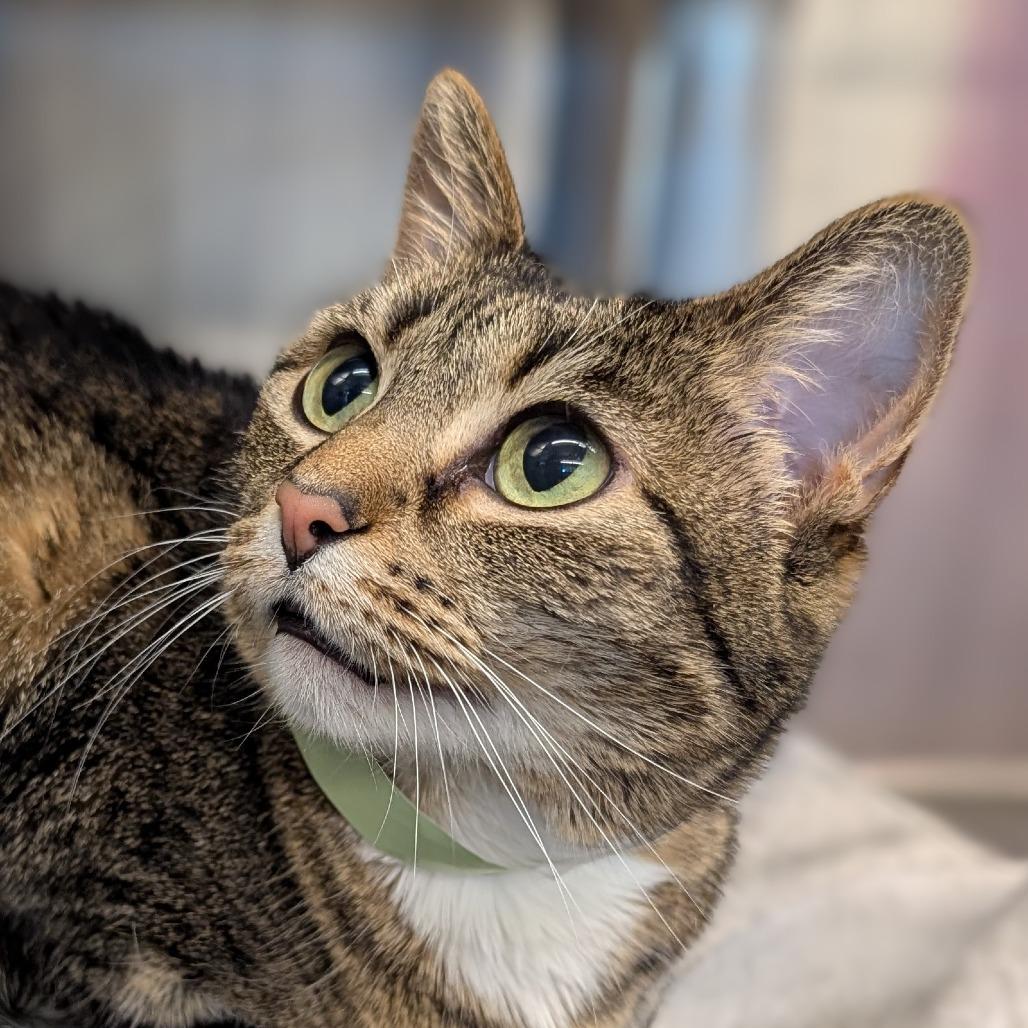 Nani, Adoptable, Senior Female Domestic Short Hair.