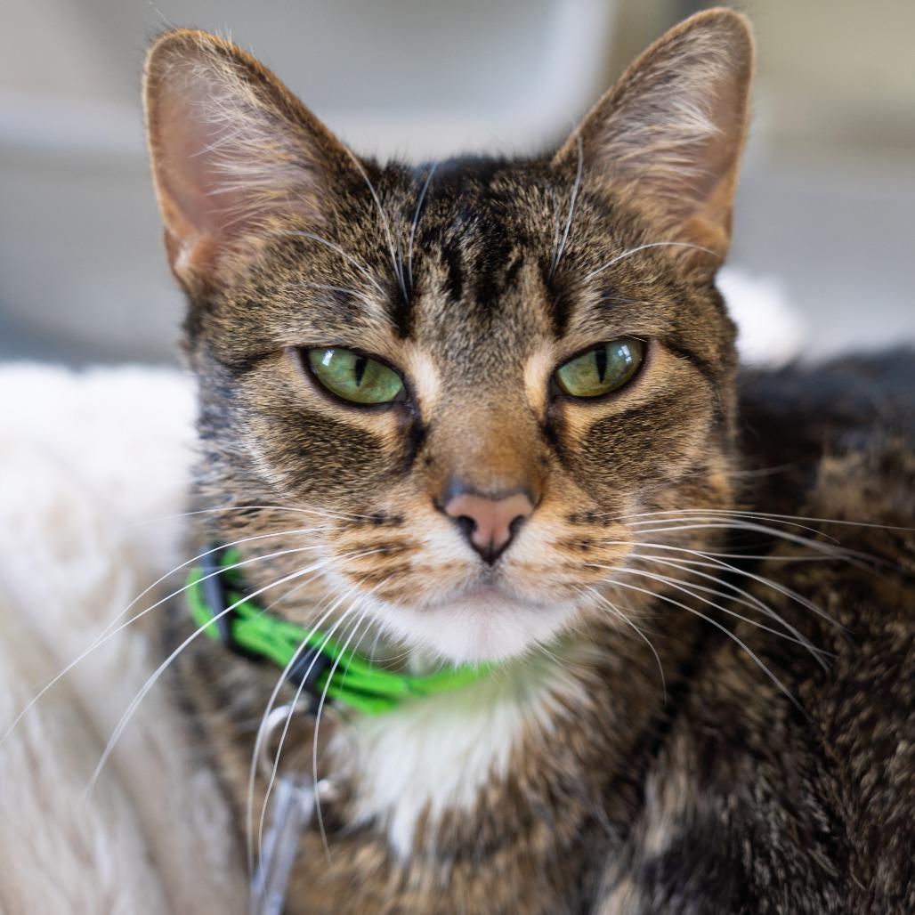 Nani, a Adoptable Domestic Short Hair in Lakewood, CO image 2/3