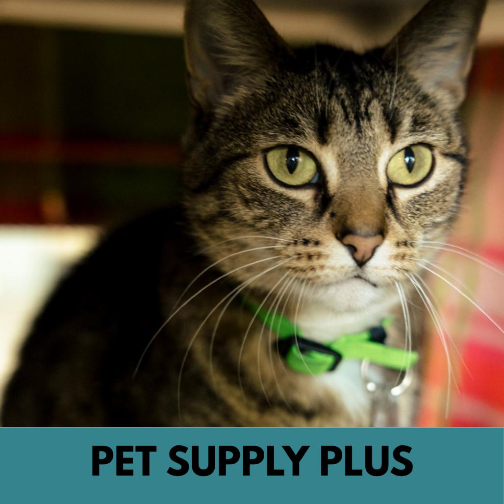Nani, a Adoptable Domestic Short Hair in Lakewood, CO image 4/5