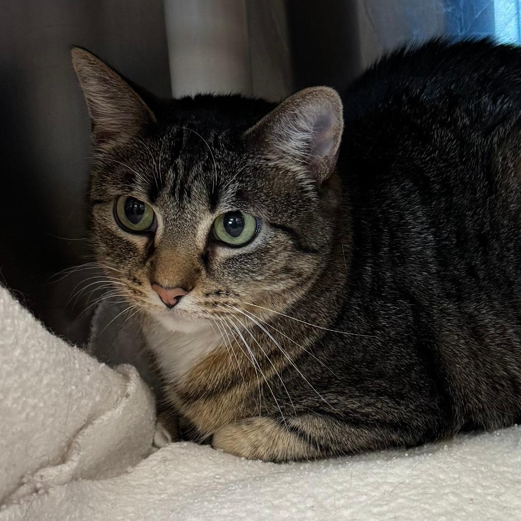 Enlarge Nani, a Adoptable Domestic Short Hair in Lakewood, CO image 2/2
