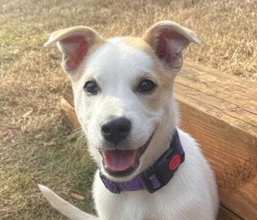 Bernice, ADOPTABLE, Puppy Female Jack Russell Terrier & Cattle Dog.