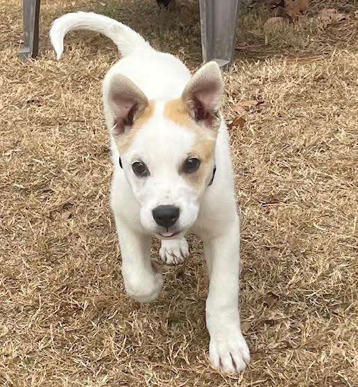 Bernice, a ADOPTABLE mixed breed in Cumming, GA image 3/6
