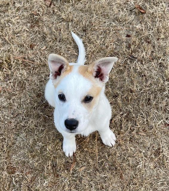 Bernice, a ADOPTABLE mixed breed in Cumming, GA image 4/6