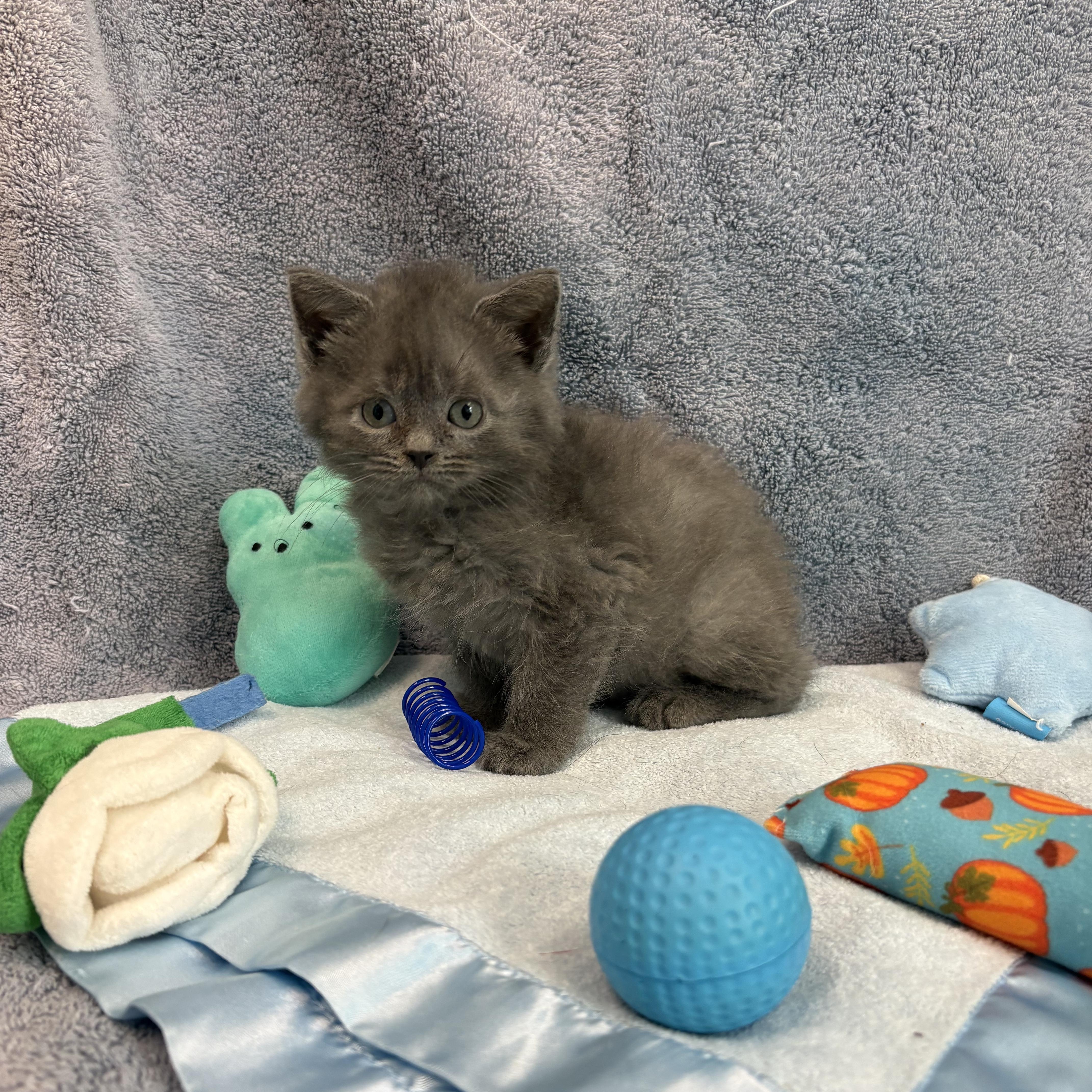 Enlarge Kodiak, a Adoptable American Bobtail in Bear, DE image 3/6