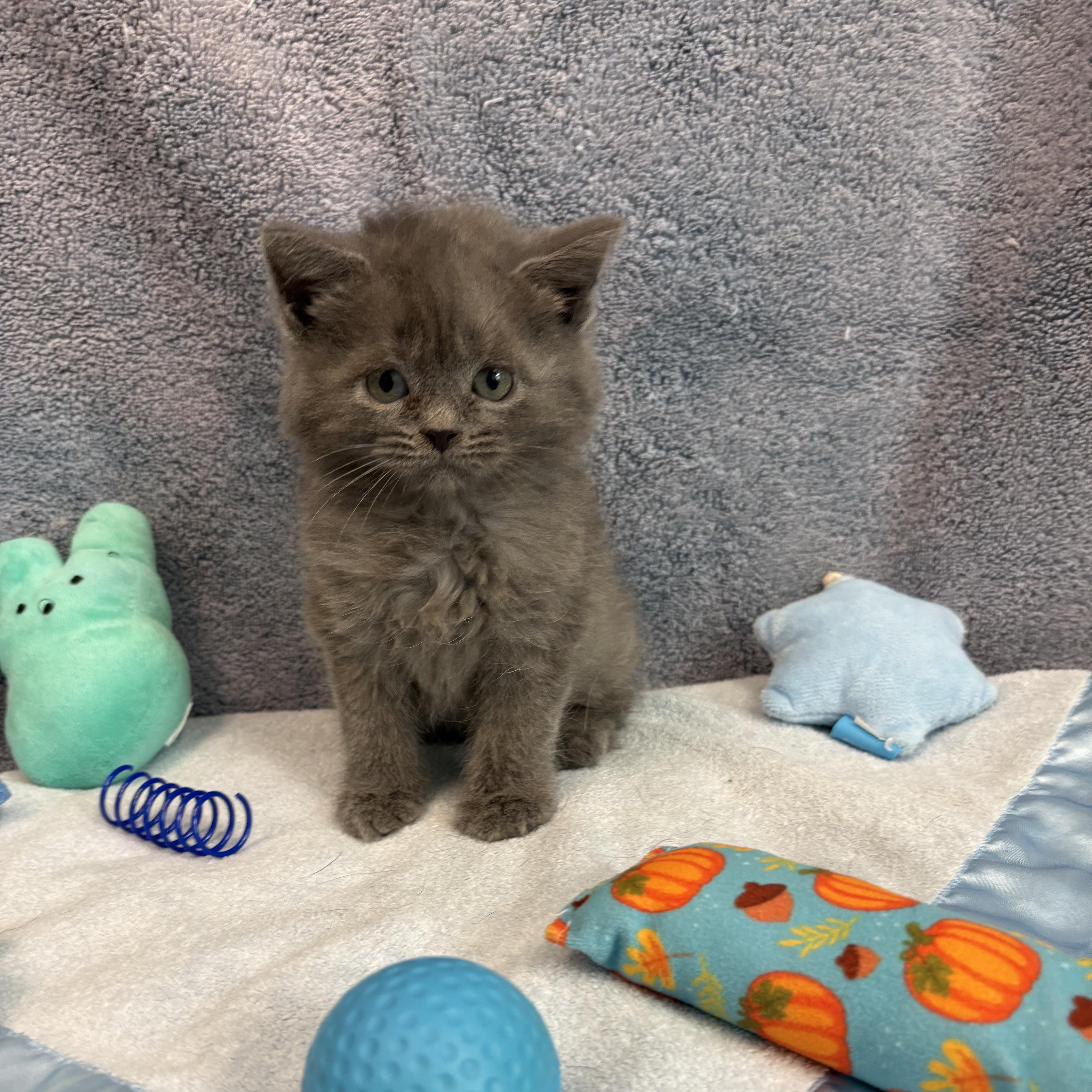 Kodiak, ADOPTABLE, Kitten • Male, American Bobtail.
