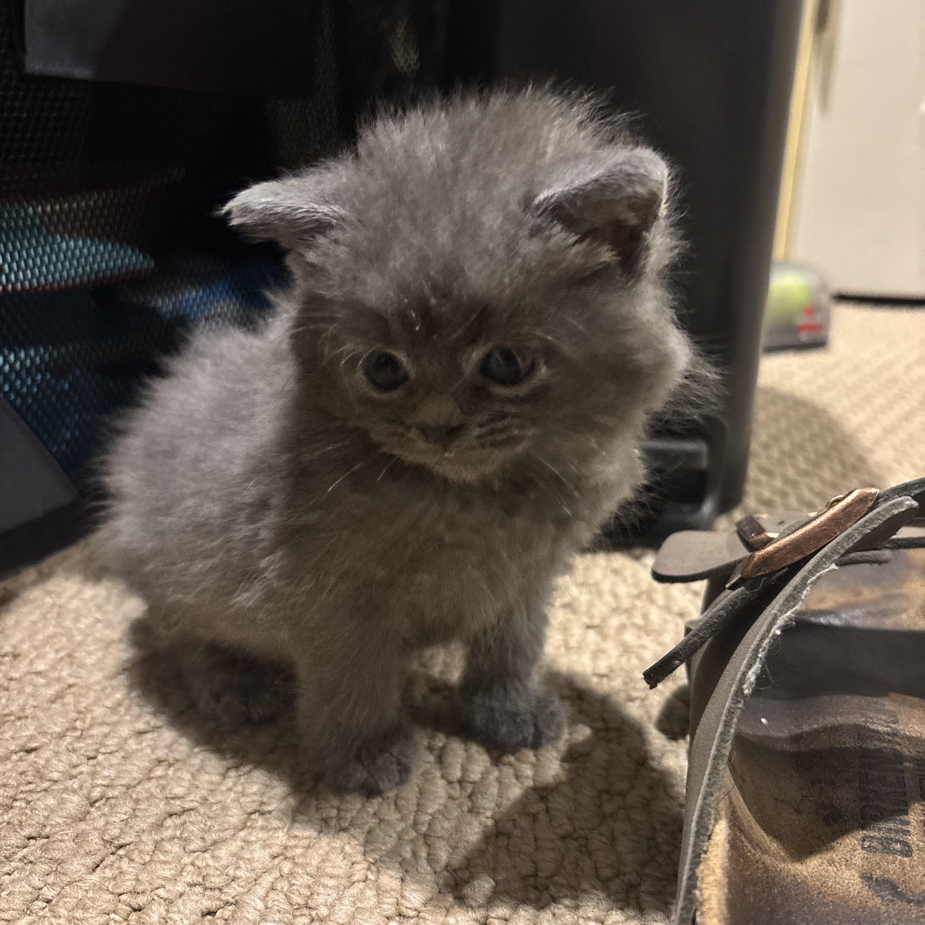 Enlarge Kodiak, a Adoptable American Bobtail in Bear, DE image 4/6