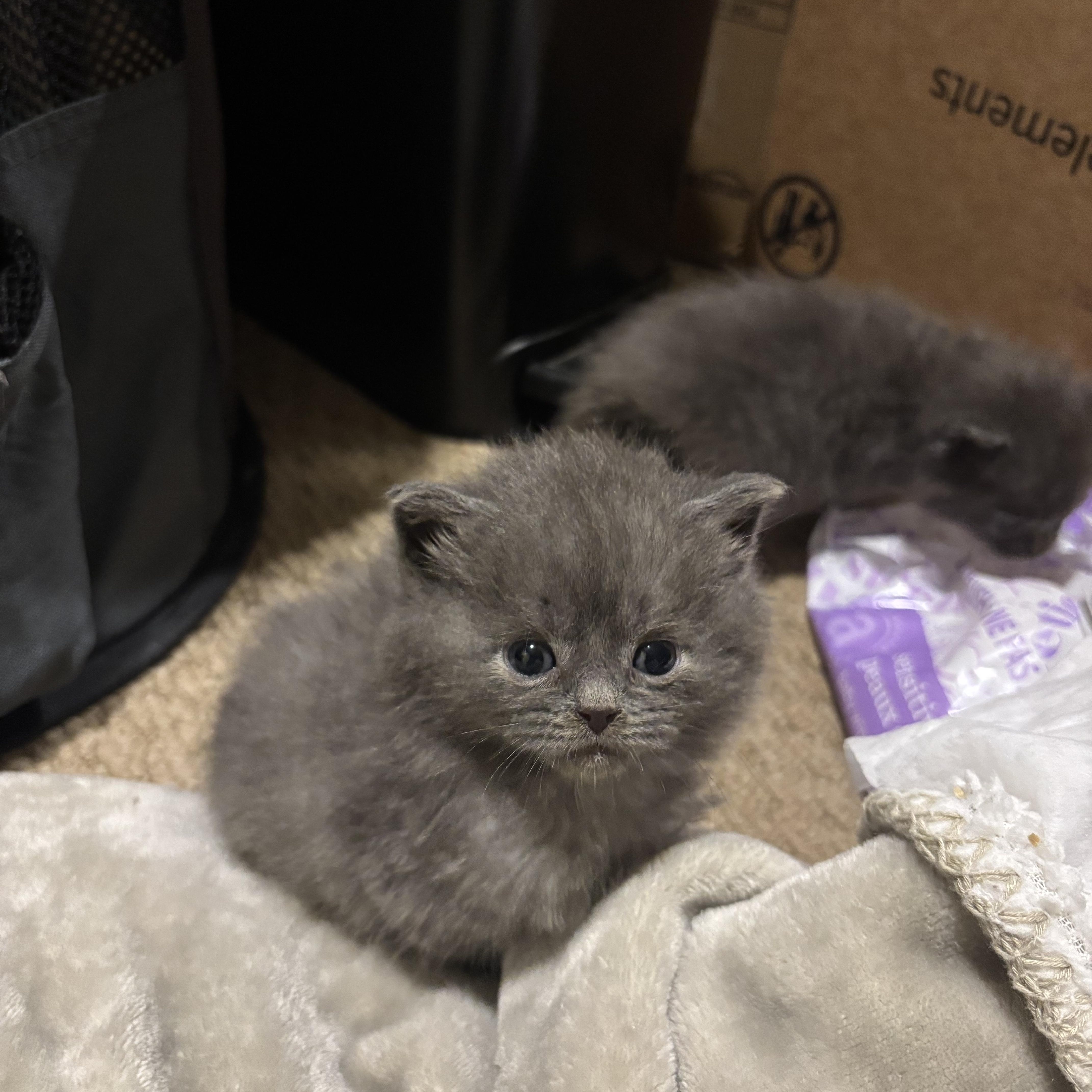 Enlarge Kodiak, a Adoptable American Bobtail in Bear, DE image 5/6