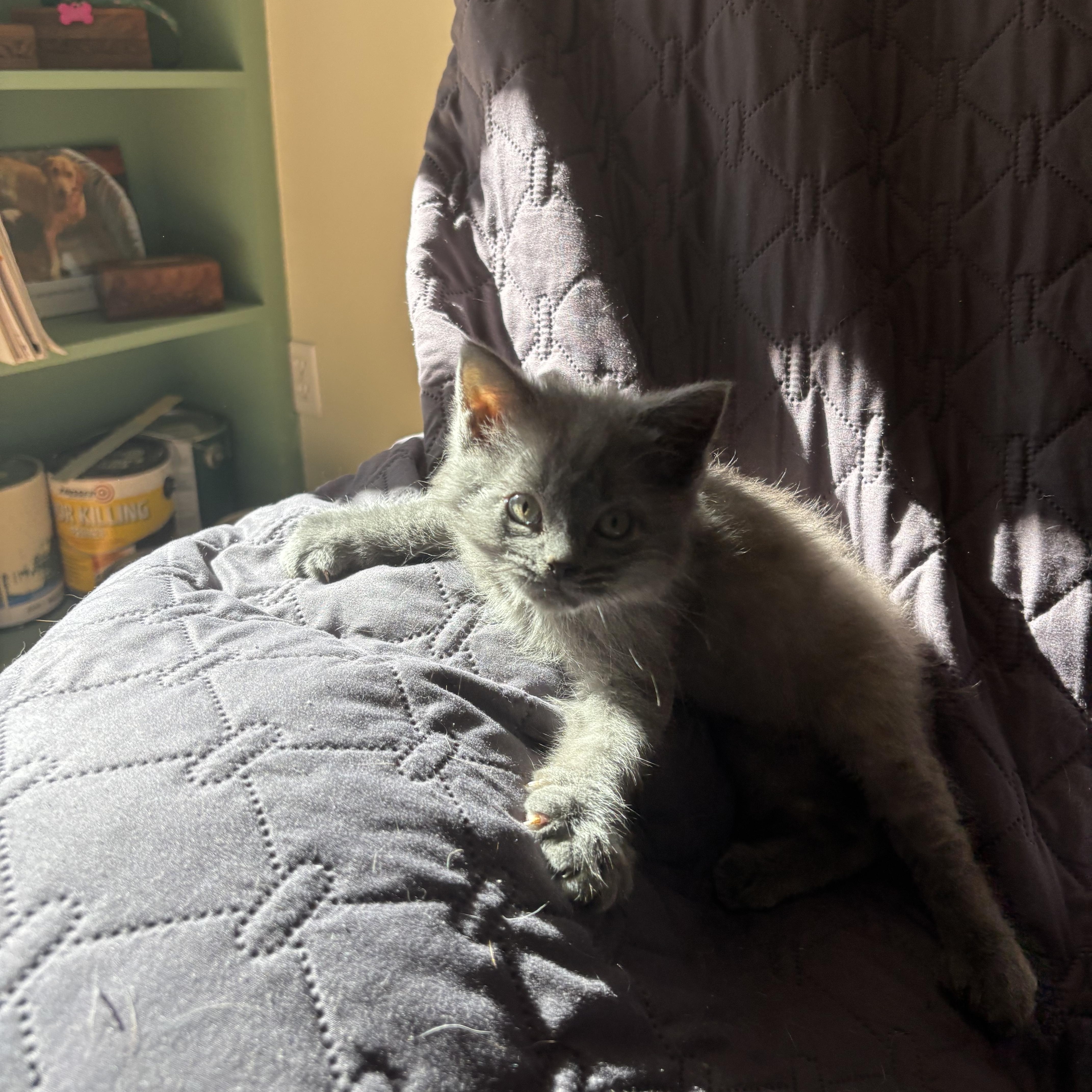 Enlarge Kodiak, a Adoptable American Bobtail in Bear, DE image 2/6