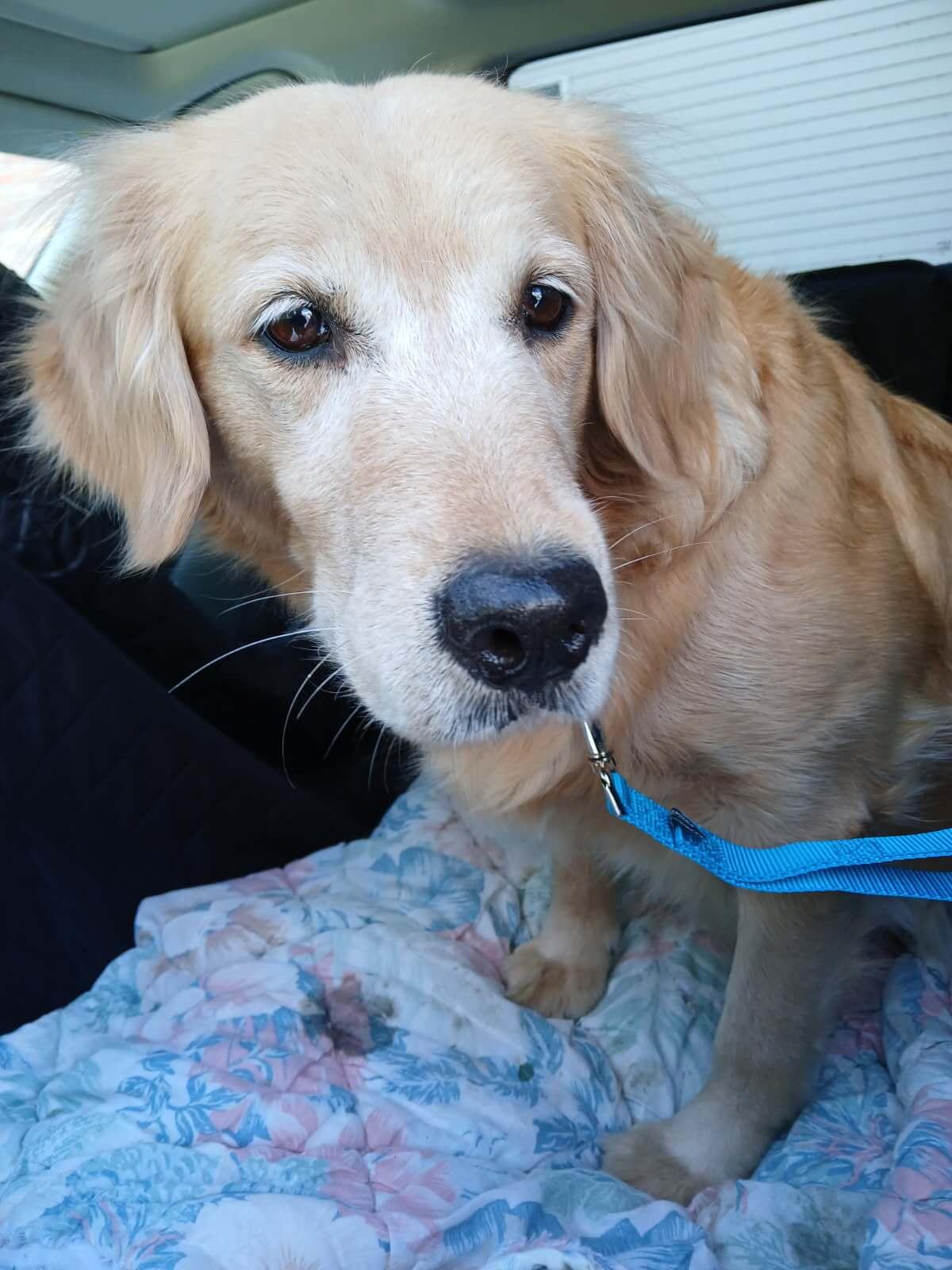 Enlarge Rosemary, a ADOPTABLE Golden Retriever in Waterville, OH image 1/1
