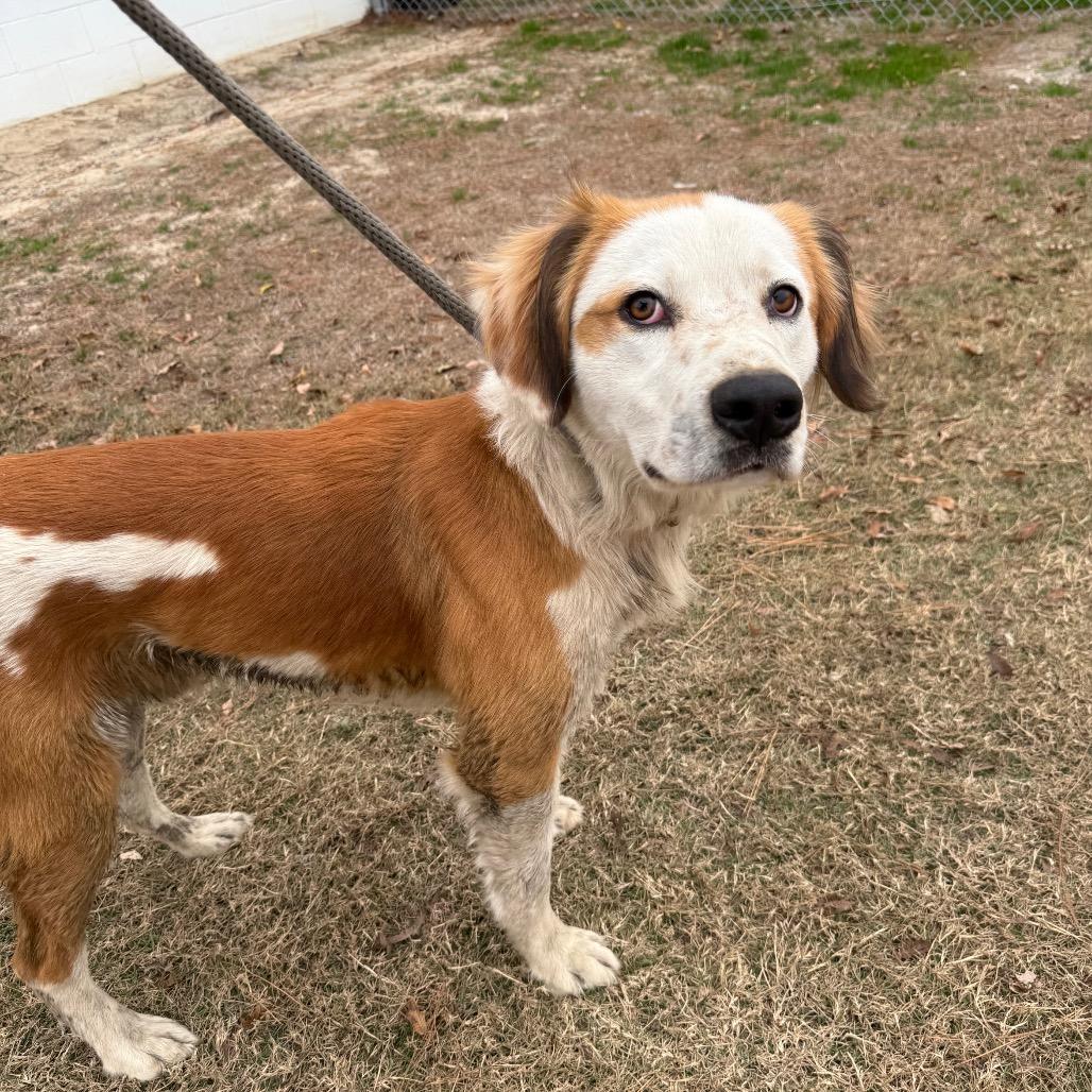 Enlarge Gunner, a Adoptable mixed breed in Millen, GA image 1/1