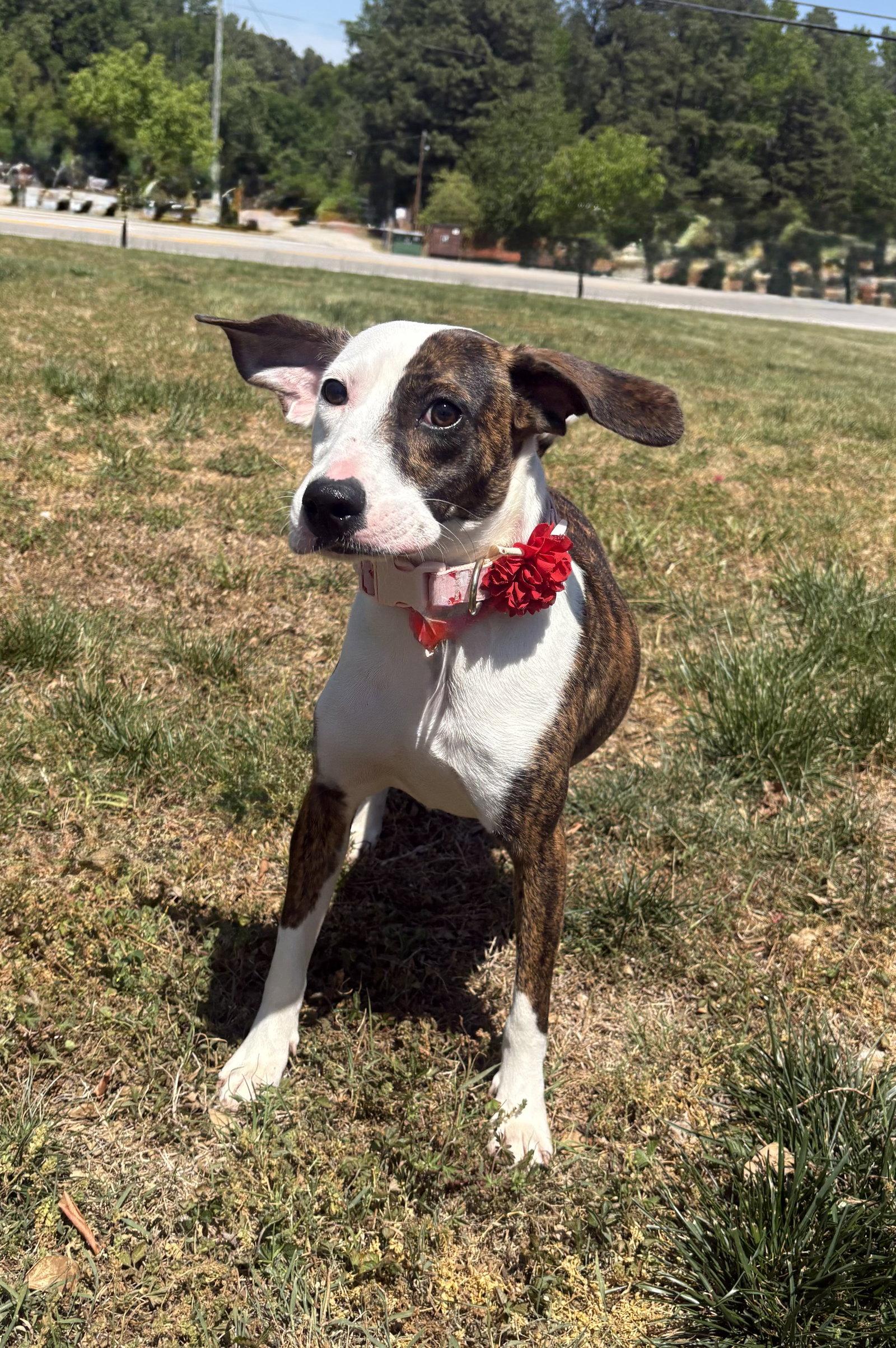 Enlarge Trish, a Adoptable Plott Hound in Raleigh, NC image 2/3