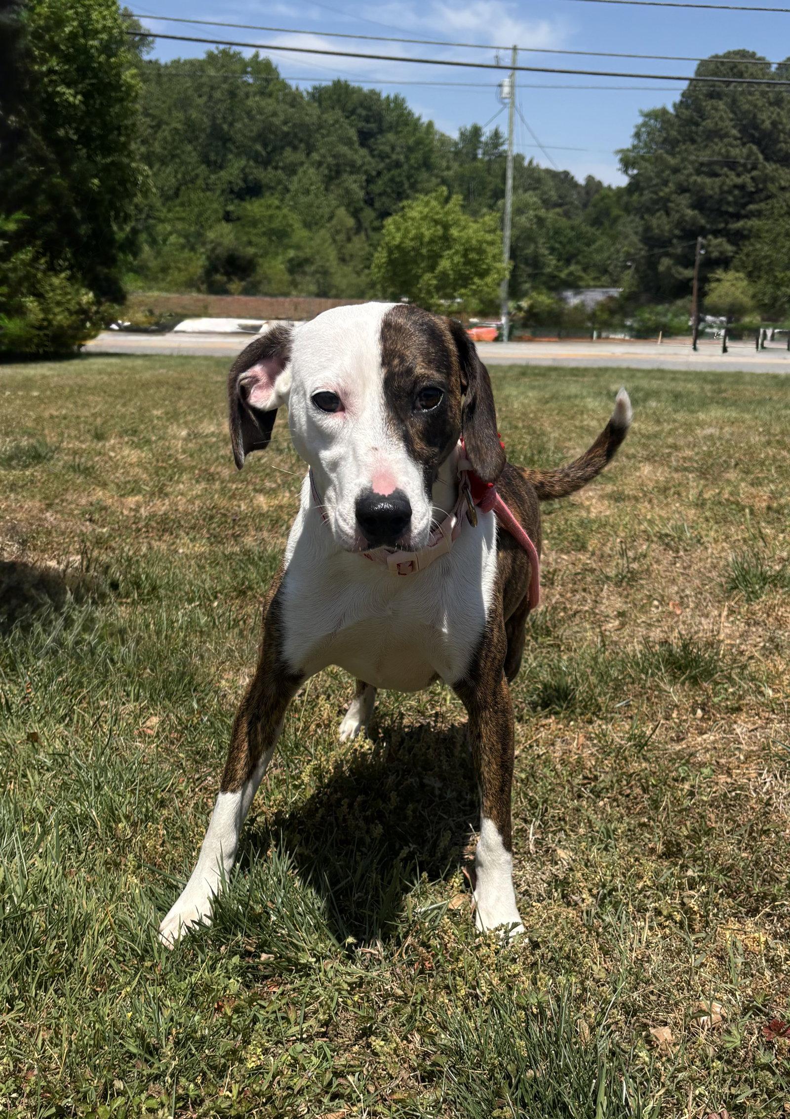 Enlarge Trish, a Adoptable Plott Hound in Raleigh, NC image 3/3