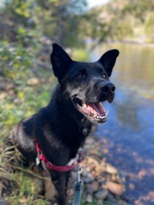 Darrin, a Adoptable mixed breed in Kellogg, ID image 2/6
