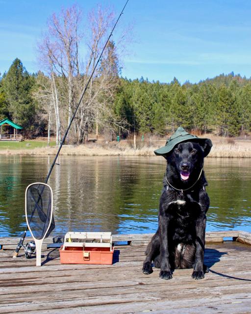 Darrin, a Adoptable mixed breed in Kellogg, ID image 3/6