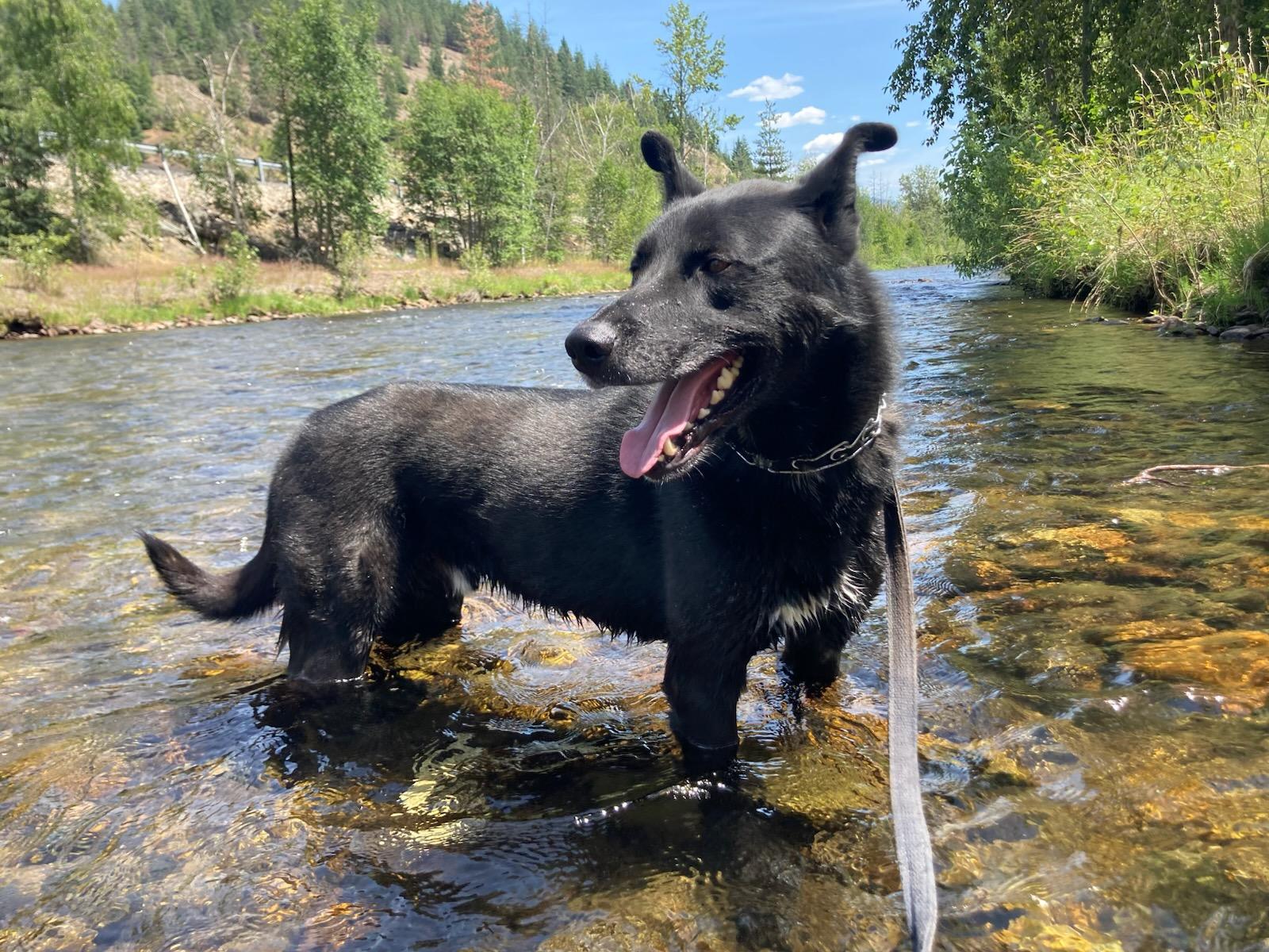 Darrin, Adoptable, Adult Male Shepherd & Husky.