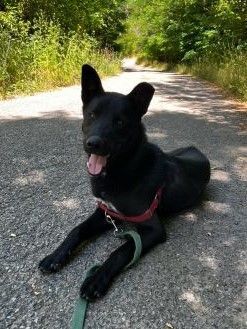 Darrin, a Adoptable mixed breed in Kellogg, ID image 6/6