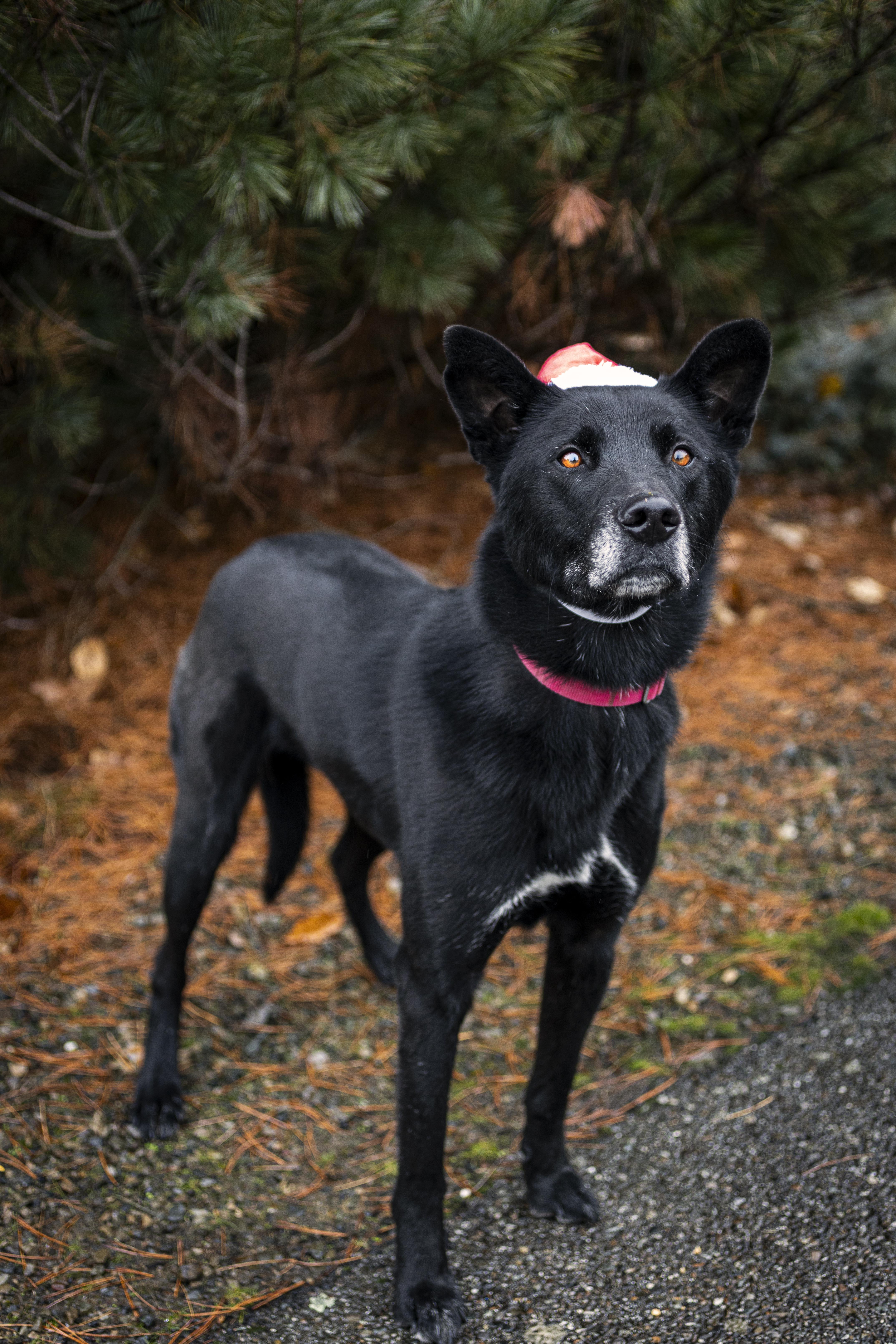 Enlarge Darrin, a Adoptable mixed breed in Kellogg, ID image 3/6
