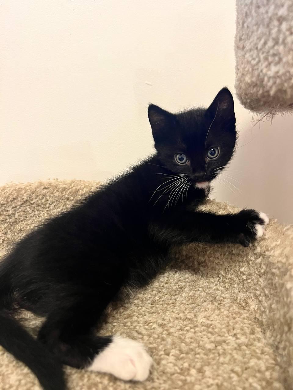 Liam — thumbnail 2