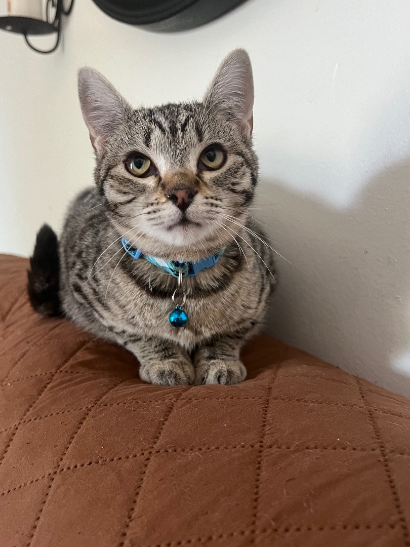 Enlarge Goose, a Adoptable Domestic Short Hair in San Jose, CA image 2/4