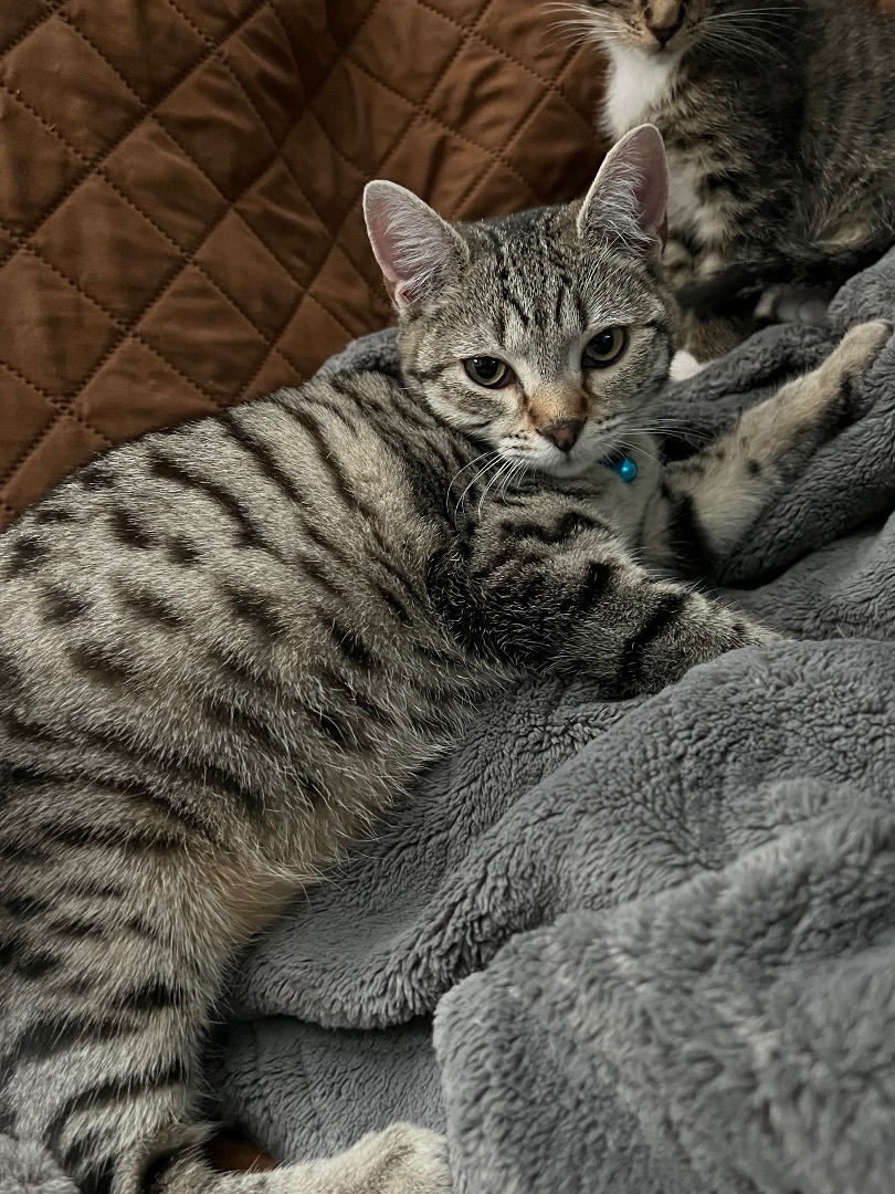 Enlarge Goose, a Adoptable Domestic Short Hair in San Jose, CA image 3/4