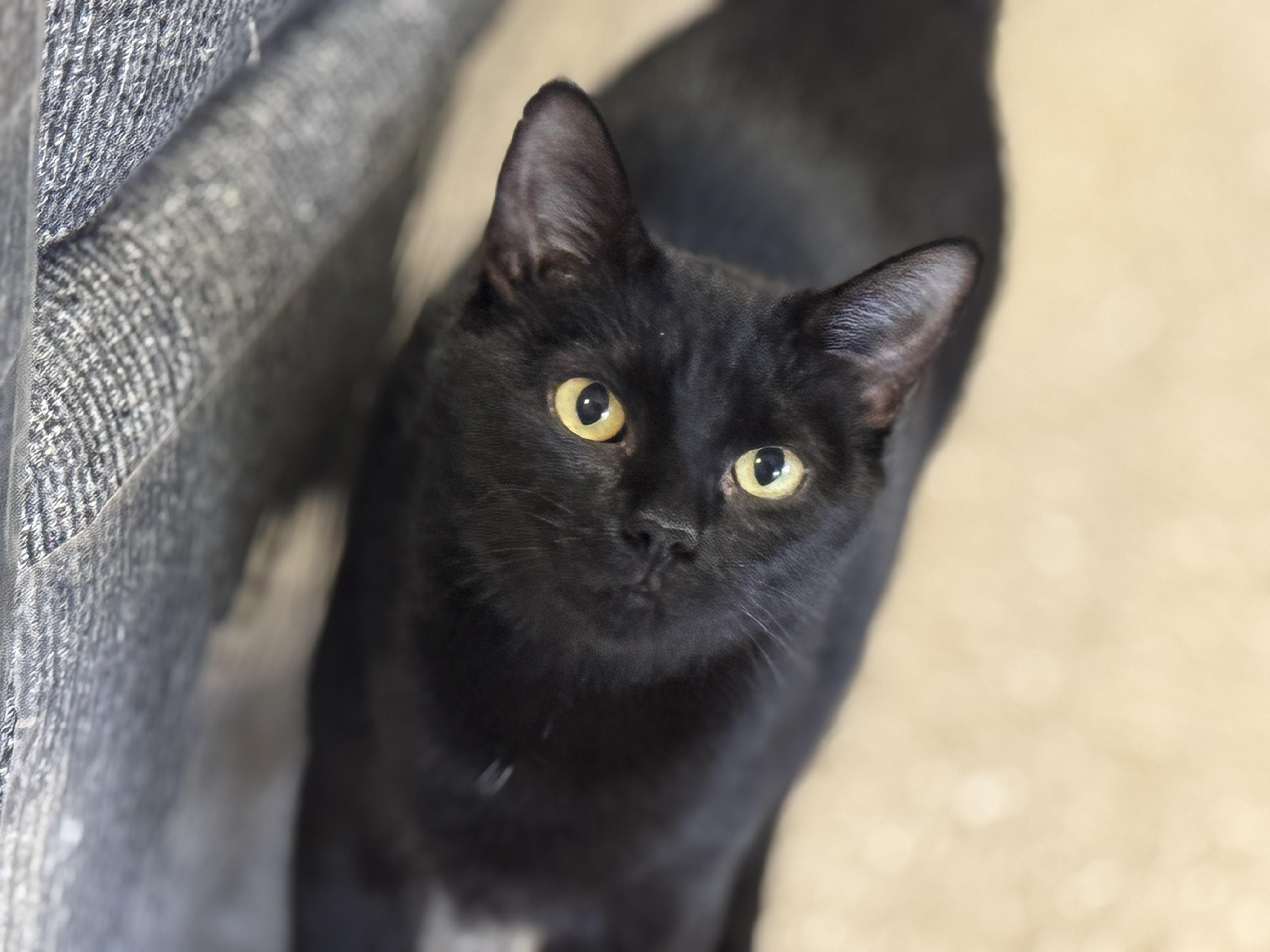 Starlight, a Adoptable Domestic Short Hair in Richmond, VA image 2/6
