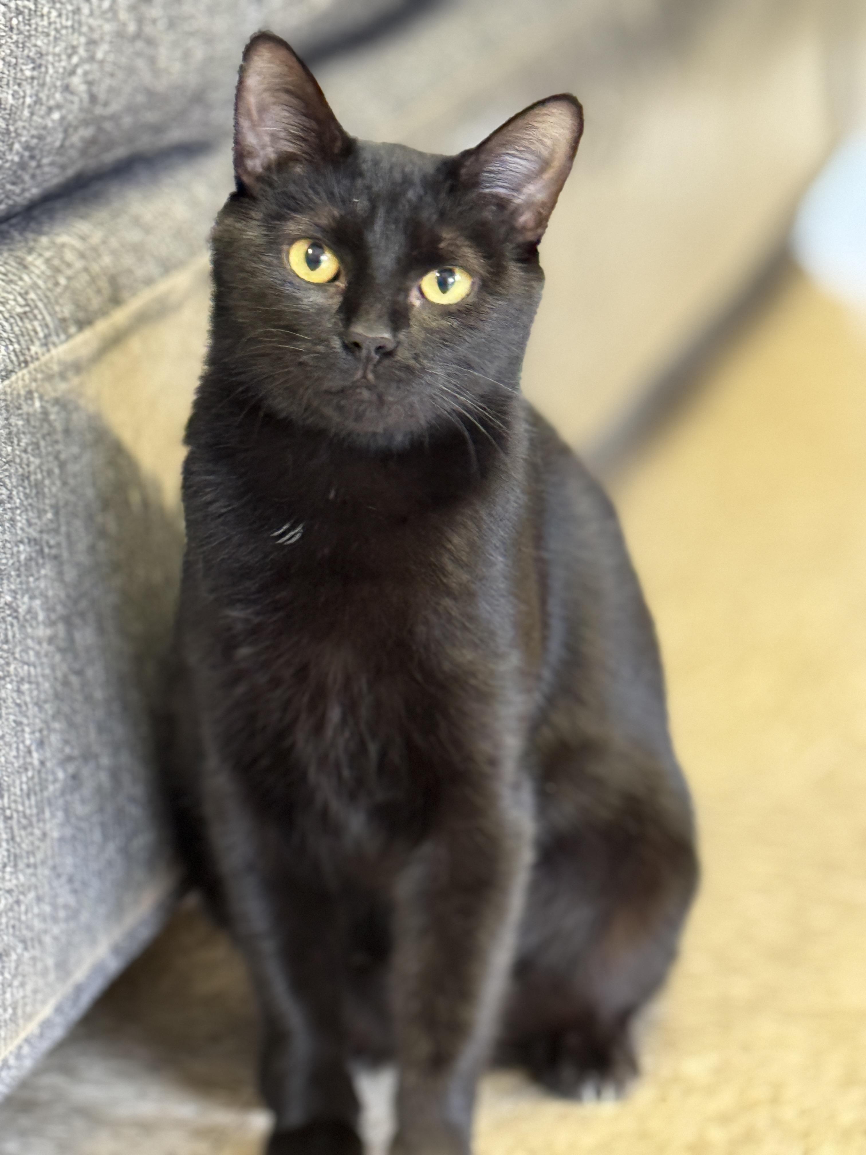 Starlight, a Adoptable Domestic Short Hair in Richmond, VA image 3/6
