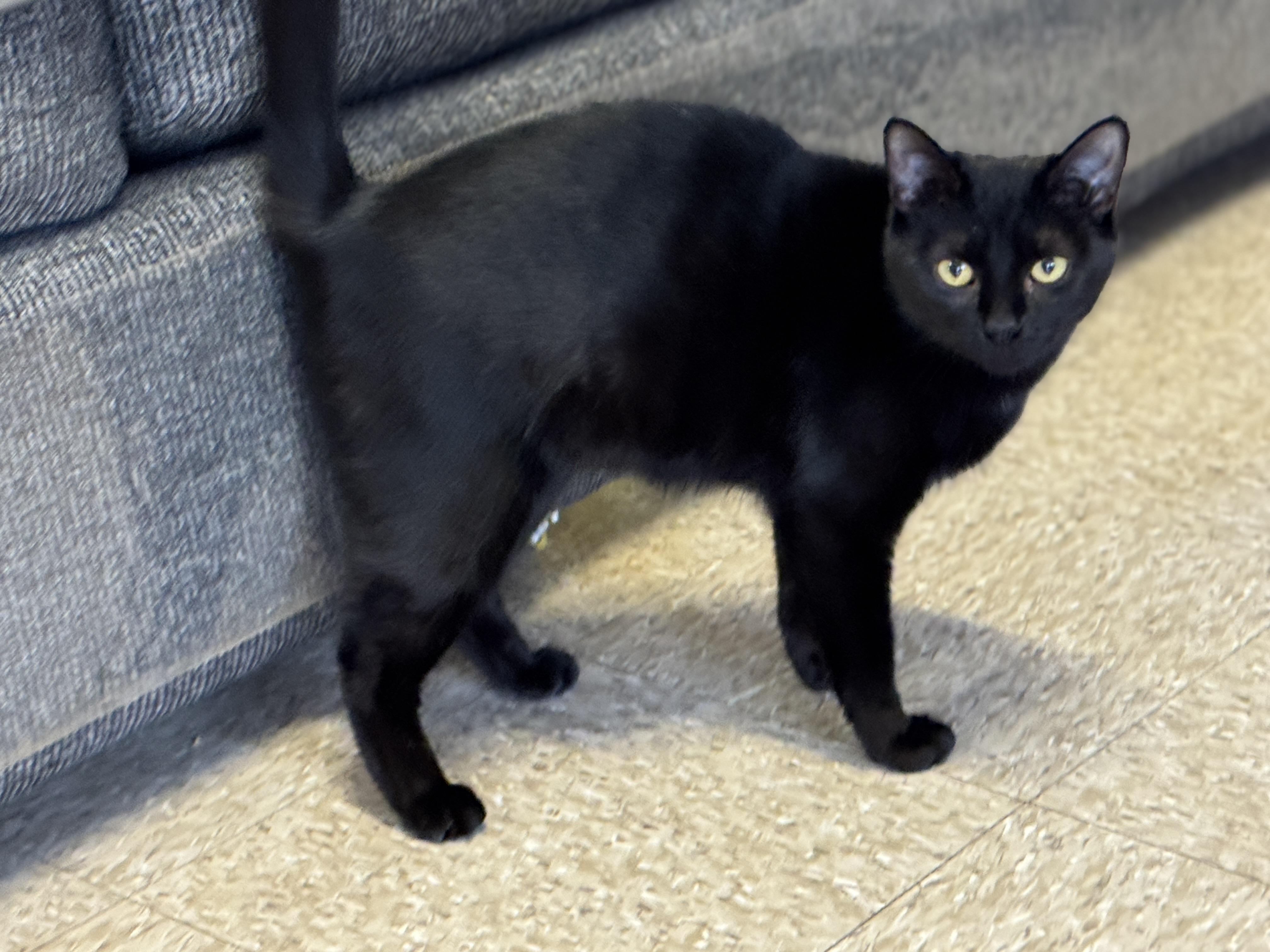 Starlight, a Adoptable Domestic Short Hair in Richmond, VA image 5/6