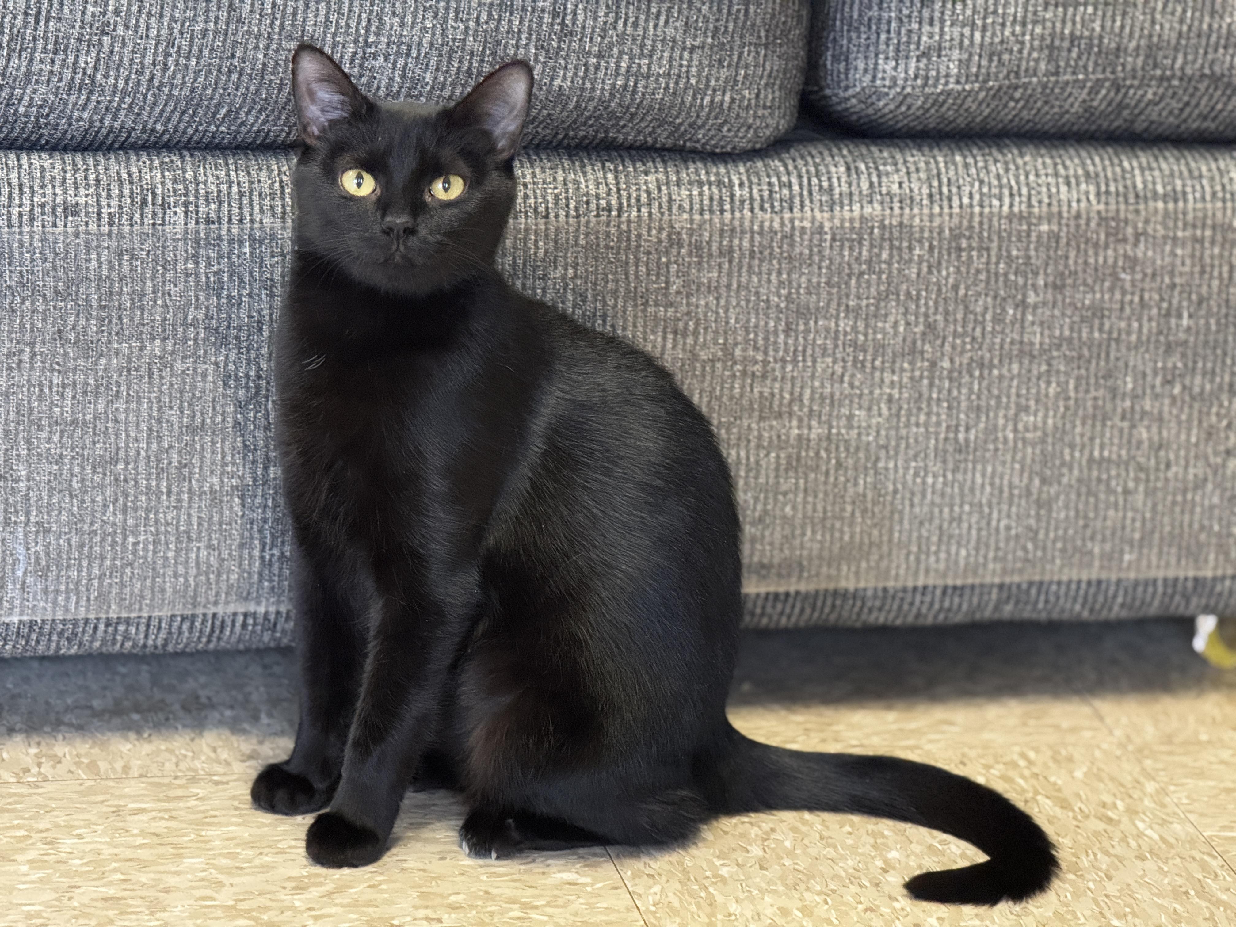 Starlight, a Adoptable Domestic Short Hair in Richmond, VA image 4/6